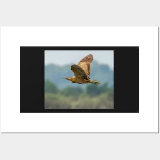 A bittern in flight in the UK Posters and Art